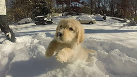 Cute dogs - part 4 (50 pics), dog pictures, puppy playing in snow