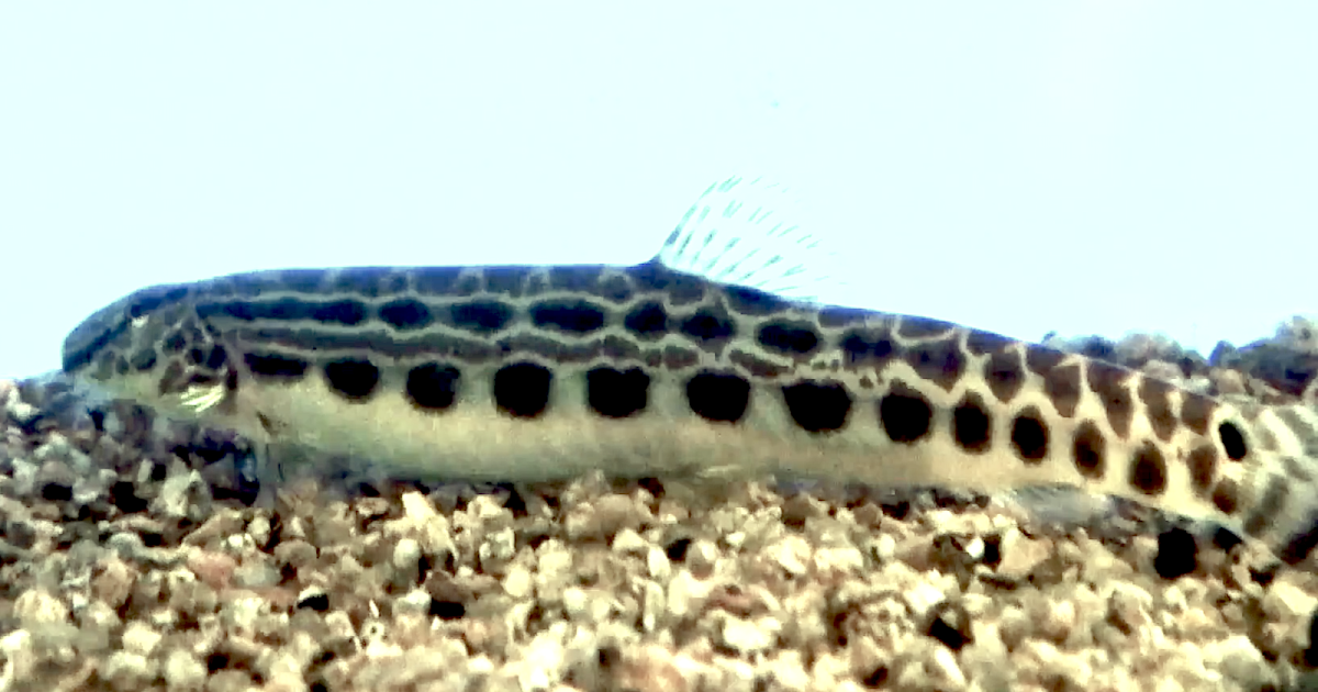 Aquarium Movies Japan Archive 生きている魚図鑑 ヤマトシマドジョウ Cobitis Sp Yamato Species Complex