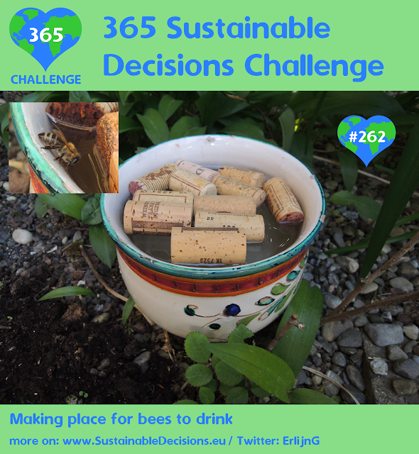 Making place for bees to drink sustainability sustainable living climate action