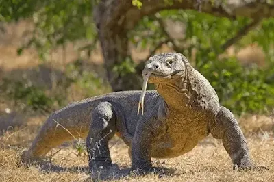 Buaya darat komodo atau komodo dragon adalah binatang purba yang masih hidup di taman nasional komodo-labuan bajo