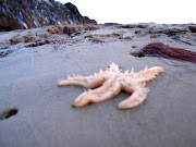 . water. . . whole roads upturned by various road improvements. (starfish)