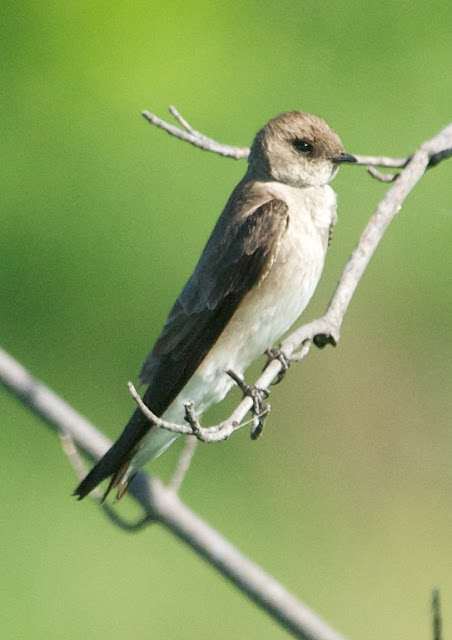 Northern Rough-winged Swallow (Stelgidopteryx serripennis)