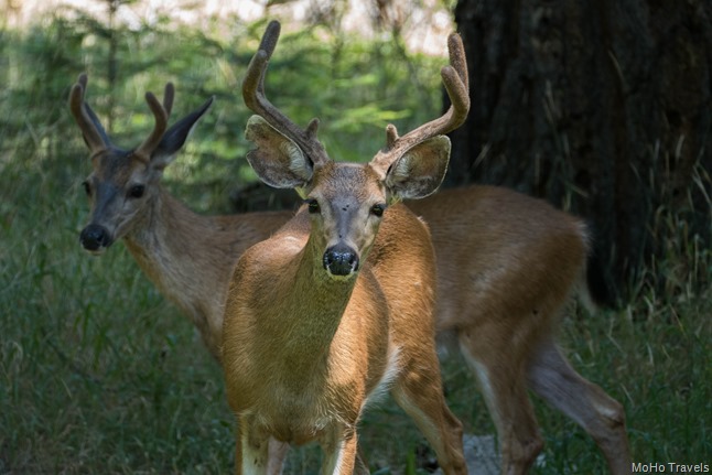 Deer in the yard