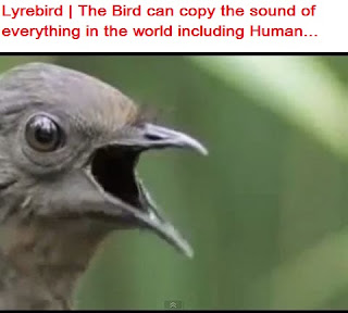 Lyrebird | The Bird can copy the sound of everything in the world including Human...