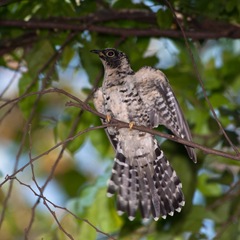 _DSC0252