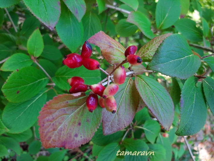 Калина буреинская (Viburnum burejaeticum)