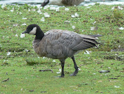 The Redbrested Goose from Knowsley Safari park regularly sets pulses racing . (canada )