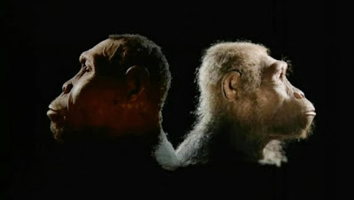 BBC Horizon - The Ape that Took Over the World (2001)