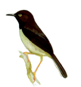 Apalis de los Taita Apalis fuscigularis