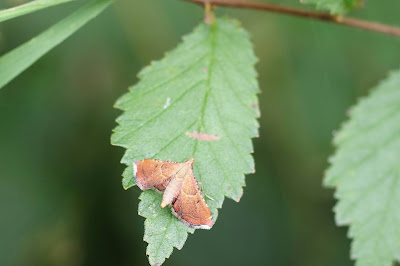 Strooiselmot - - Endotricha flammealis