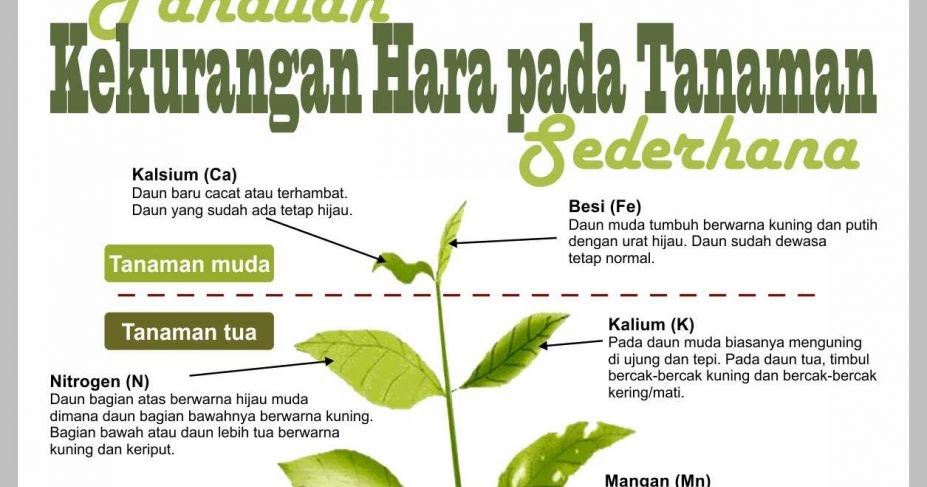 Gejala dan Akibat Kekurangan Unsur Hara pada Tanaman Padi 