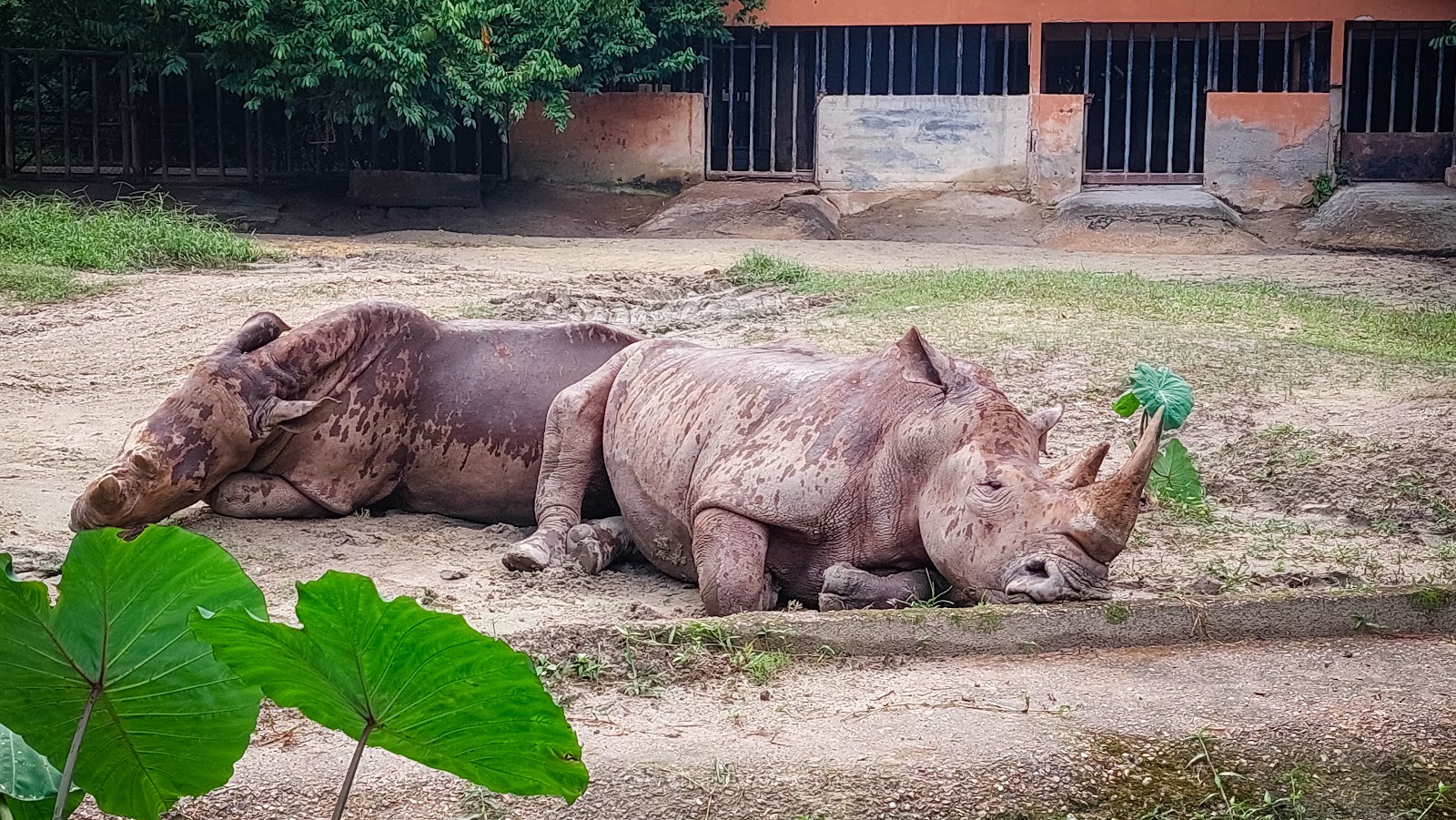 Zoo Taiping & Night Safari