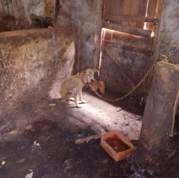 Cão vítima de maus-tratos é resgatado e adotado por policiais no interior do Ceará