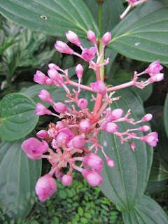 Orchids, National Orchid Garden, Singapore