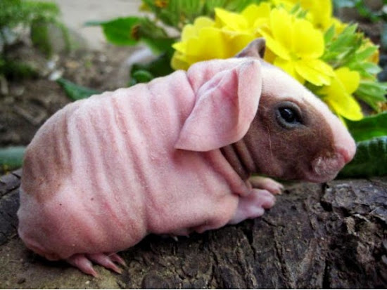 Do you recognize these Animals without Hair?