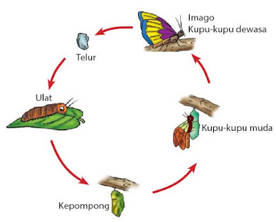 Metamorfosis tepat ialah proses pertumbuhan pada binatang yg terjadi dengan adanya peru Metamorfosis Sempurna (Maknakel Komplit)