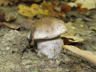 Cortinarius caerulescens IMG15278