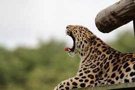  Foto di bawah adalah foto seekor cheetah yang sedang menguap Foto Cheetah atau Macan tutul yang Sedang Menguap