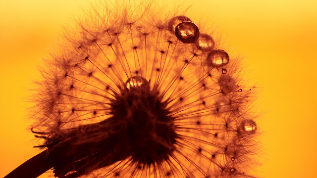 Dandelion, Drops, Sunset, Flower