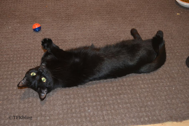 young black cat laying on brown carpet