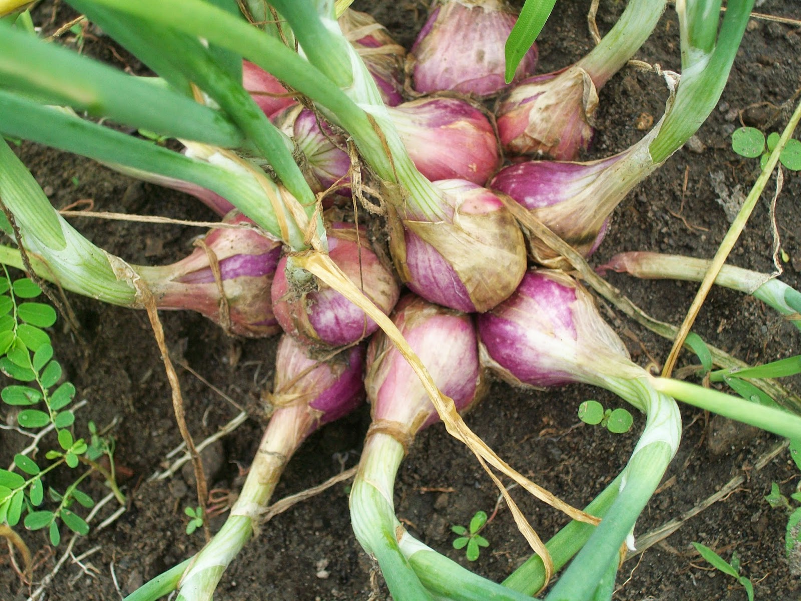 CARA MENANAM / BUDIDAYA BAWANG MERAH DI MUSIM PENGHUJAN ...