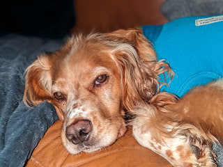 Eko the Golden Cocker Spaniel curled up on the sofa looking at the camera, he's both looking and feeling generally annoyed because he's wearing a teal blue surgical suit to prevent him from scratching at his stitches. Eko has never been a fan of wearing either coats or harnesses hence his grumpy face