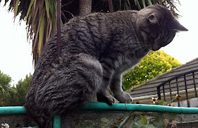 seekor kucing tertancap di pagar besi