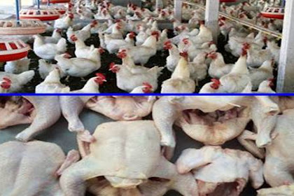 Referensi Harga Ayam Broiler Hari Ini - Harga Ayam Broiler Hari Ini Update Terbaru 2020 / Berbeda dari daging babi dan sapi yang dilarang oleh beberapa agama dan kultur atau namun tahukah kamu kalau di balik itu semua, ayam broiler sebenarnya tidak baik untuk kesehatan maupun lingkungan?