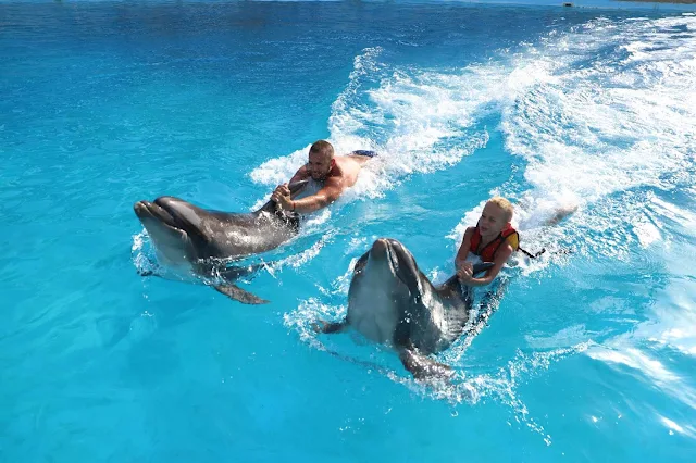 Dolphins show Hurghada swimming with dolphins