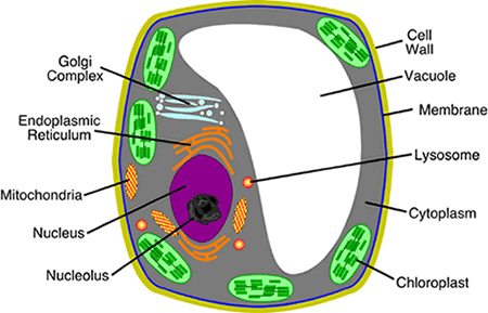 Picture Of A Animal Cell Labeled. 2011 pictures Labeled animal cell simple animal cell labeled. eukaryotic