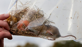 Contents of a small mammal trap, including a Wood Mouse.  Jubilee Country Park, 15 November 2015.