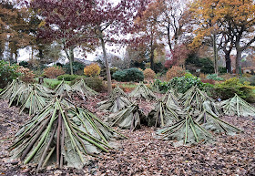 Gunnera manicata put away for the winter.  Wisley Gardens, 3 December 2013.