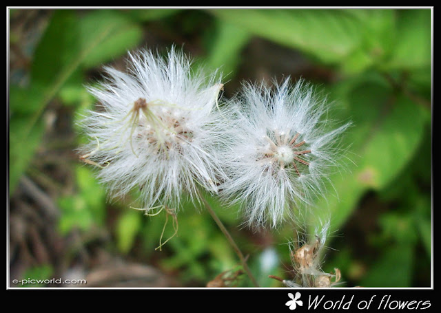 flower picture