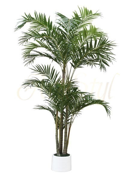 Bamboo palm absorb toxic substances