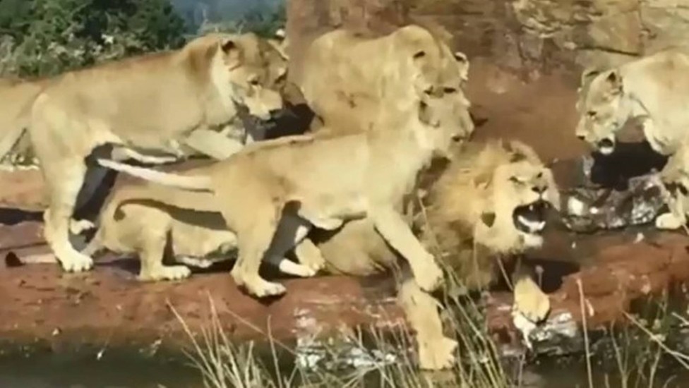 Leoas atacam leão