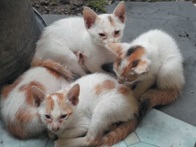 foto keluarga kucing