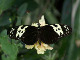 Heliconius sp. - Heliconius non identifiés 