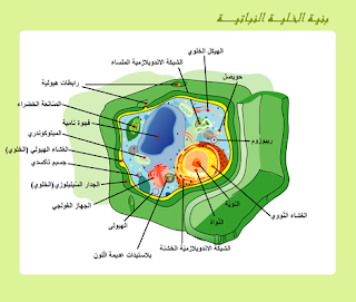 الخلية النباتية