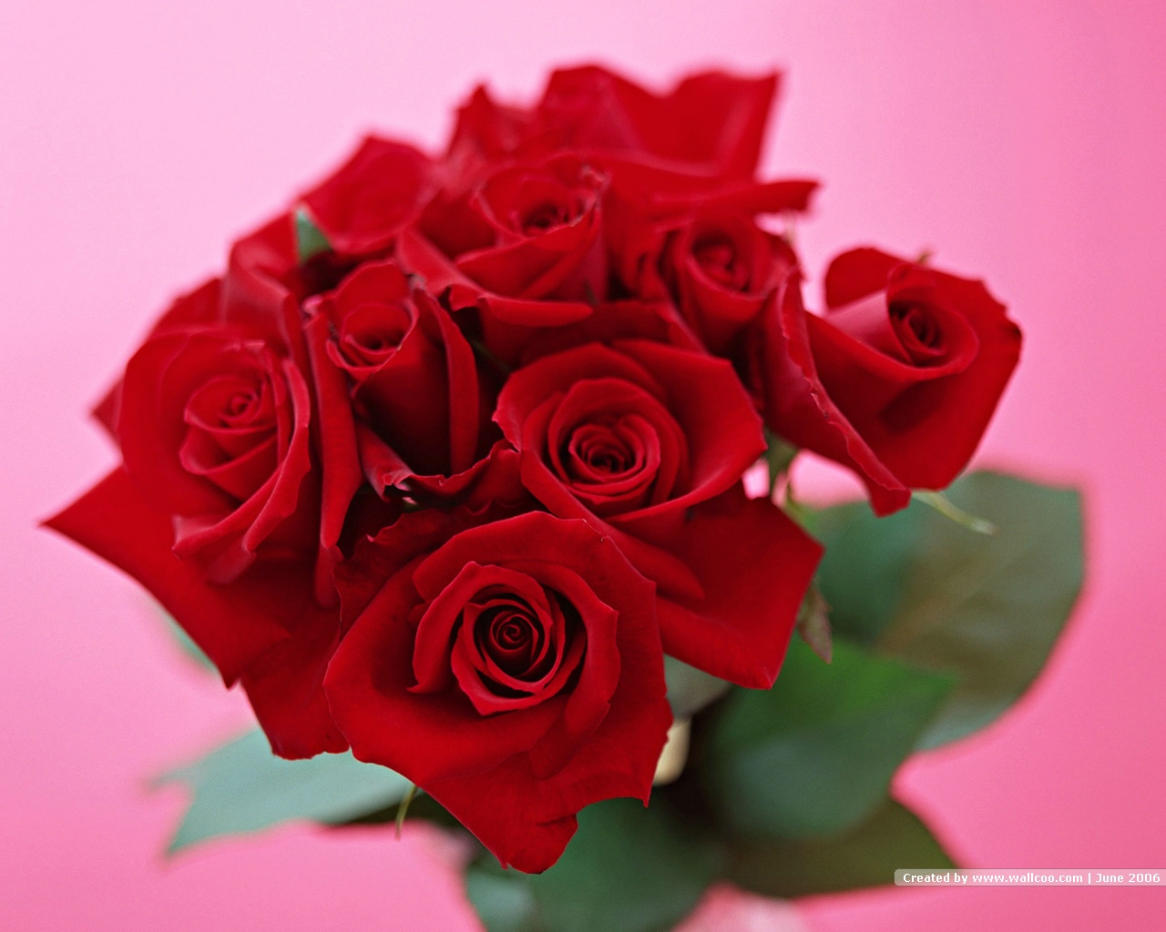 Red Flowers HD Nature Wallpaper with Rose Picture | HD ...