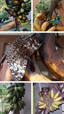 Collage von sechs Bildern mit Bananen und darauf sitzenden Tieren, Schmetterling, Vögel, Opossum