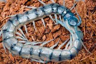 Lipan Scolopendra cingulata