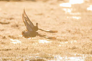 Wildlifefotografie Uferschnepfe