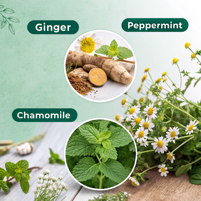 How to Use Natural Herbs to Improve Digestion and Gut Health