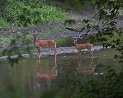 white tail deer diet