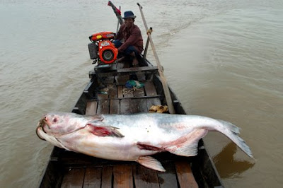 giant catfish of mekong