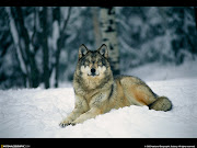 gray wolf pictures. gray wolf. Posted by monkey at 5:33 AM (gray wolf )