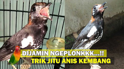 burung anis kembang