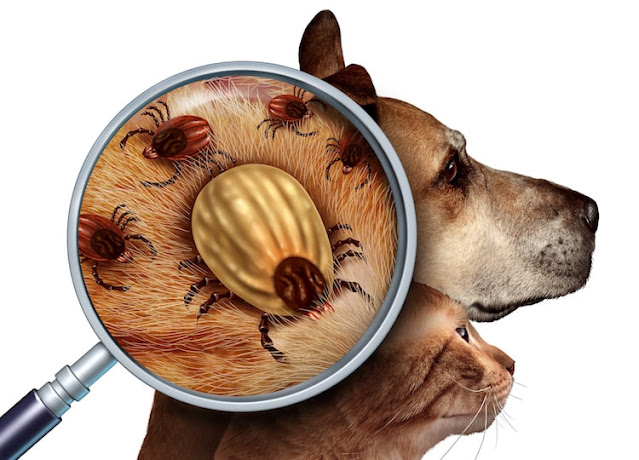 what kills fleas on dogs instantly