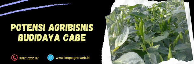 potensi,agribisnis,agrobisnis,budidaya,budidaya cabe