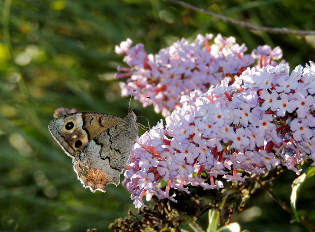 Hipparchia statilinus sobre Buddleja davidii